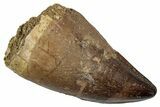 Fossil Mosasaur (Thalassotitan) Tooth - Morocco #345173-1